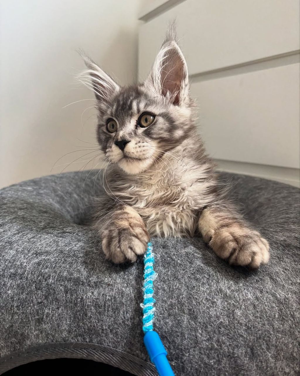 Merlin kitten